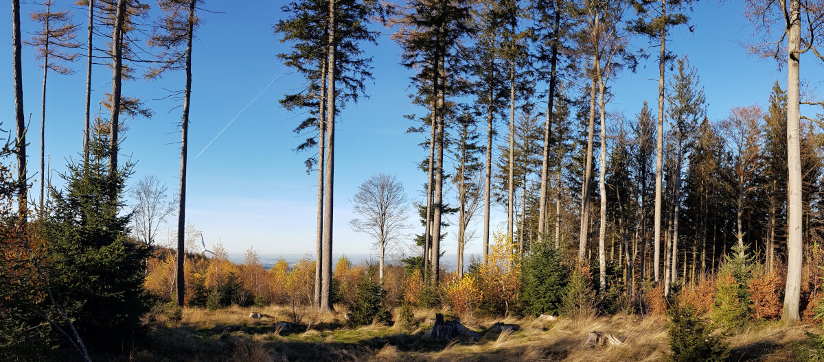 Baumschutz HOLZMATTEN.AT